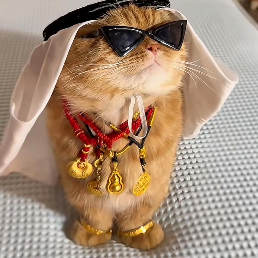 筱芋🐑⋆͛ᵞᵐ