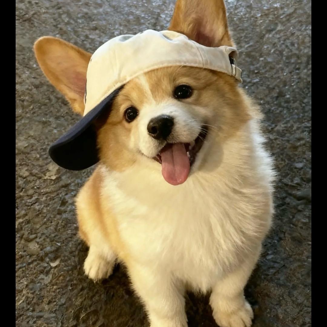 小羊～
