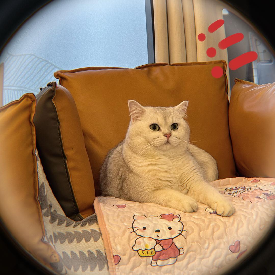 珍珠是只猫咪喔