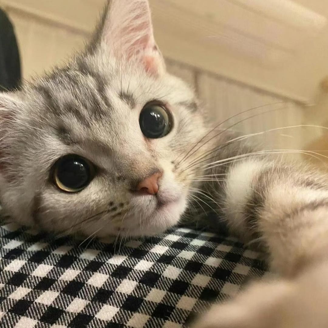 忧郁的海鲜烩饭