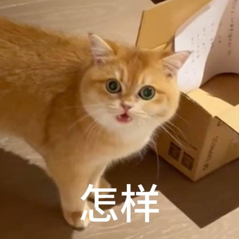 鱼丸丸x永远是贝壳r