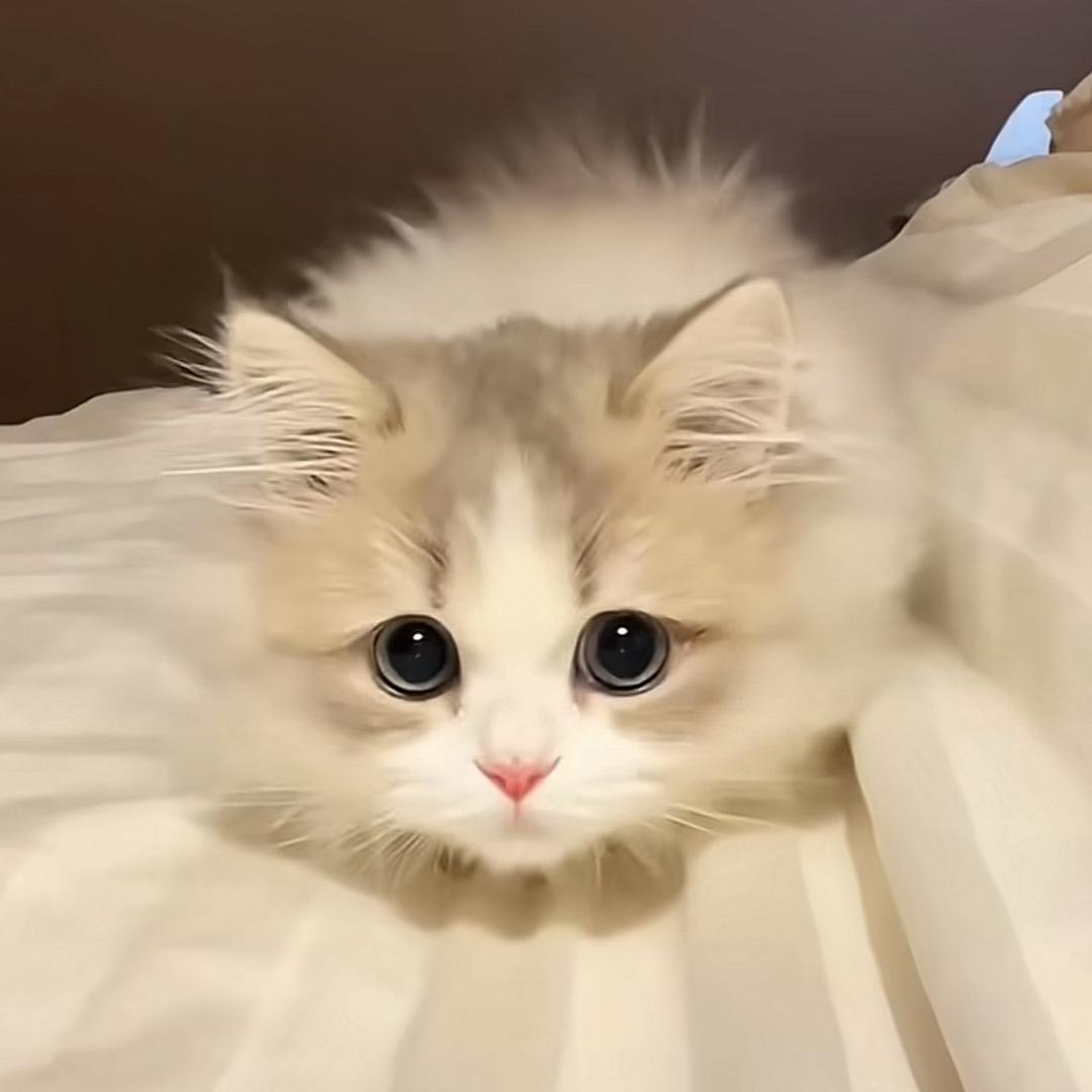 ✨💫💗💫✨