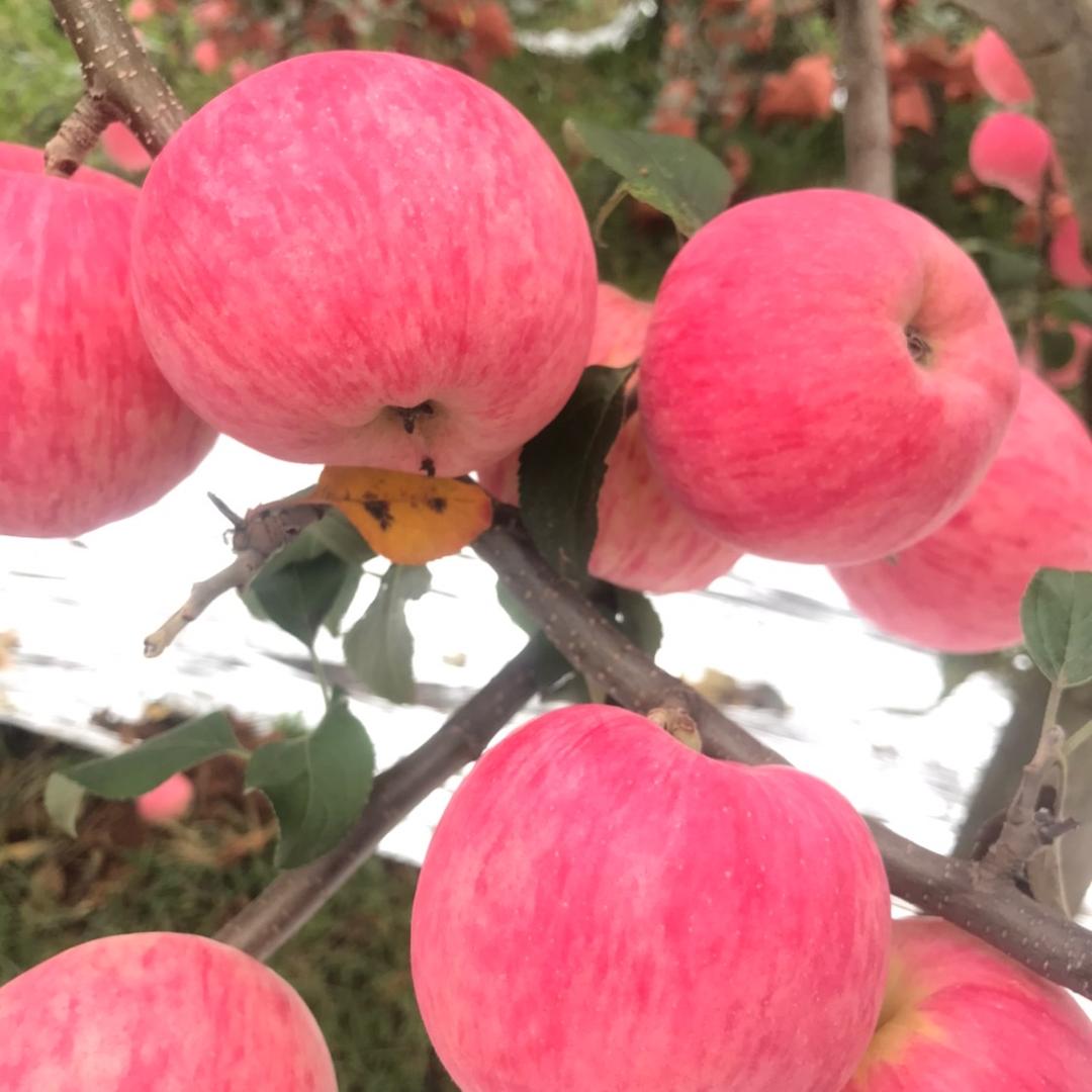 水果大锅