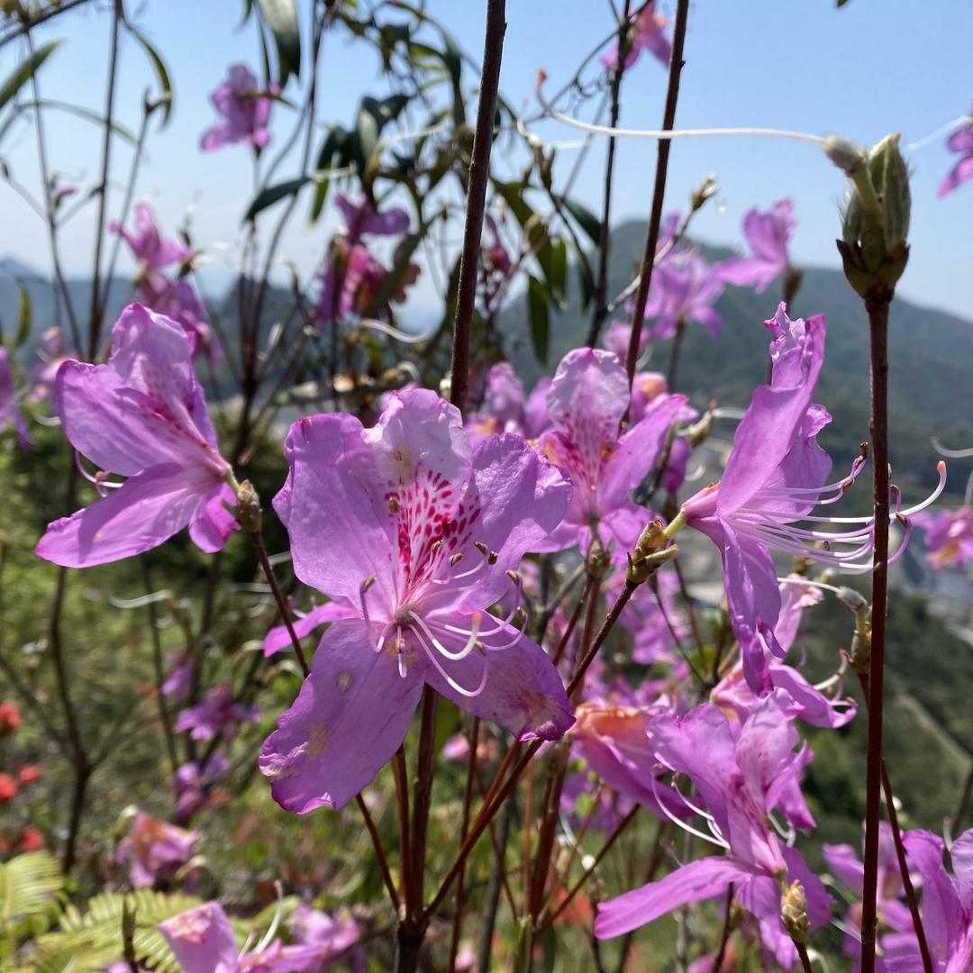 花漾映山红小铺