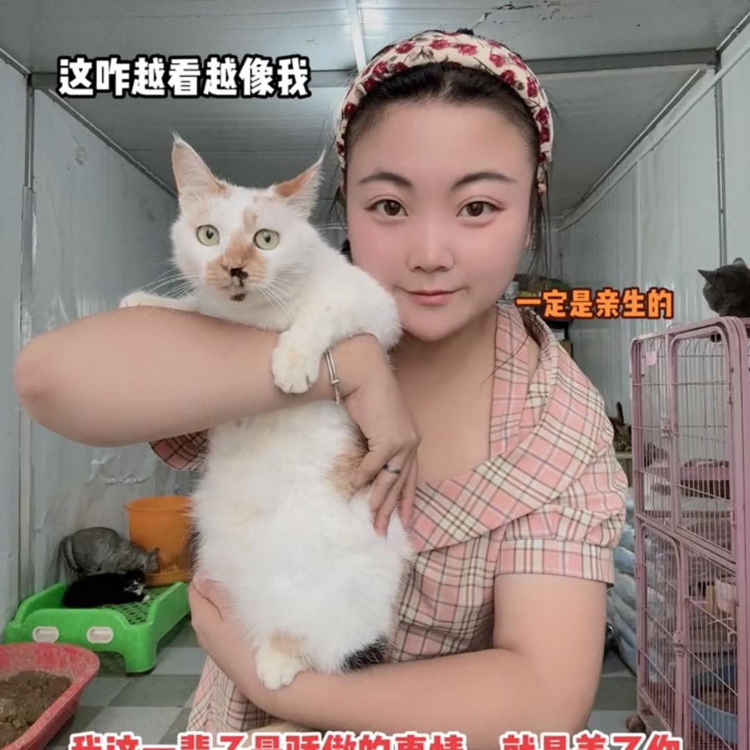 猫居小窝