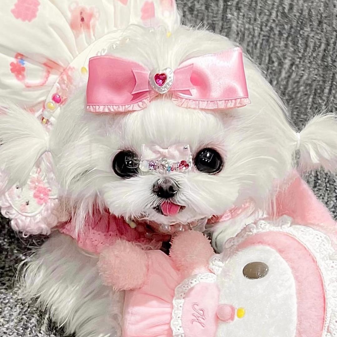 SweetCatCat🎀