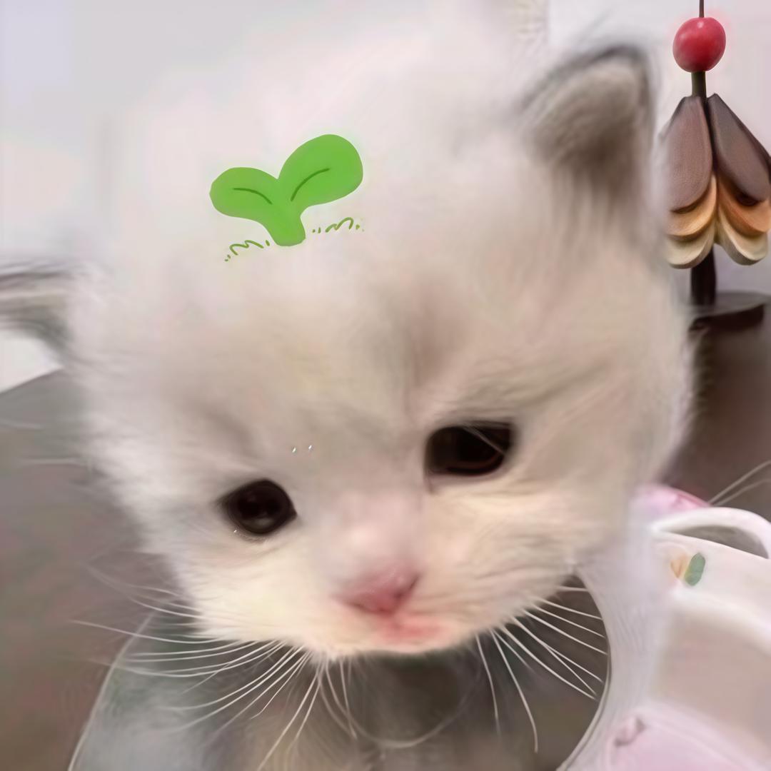 我女朋友很可爱