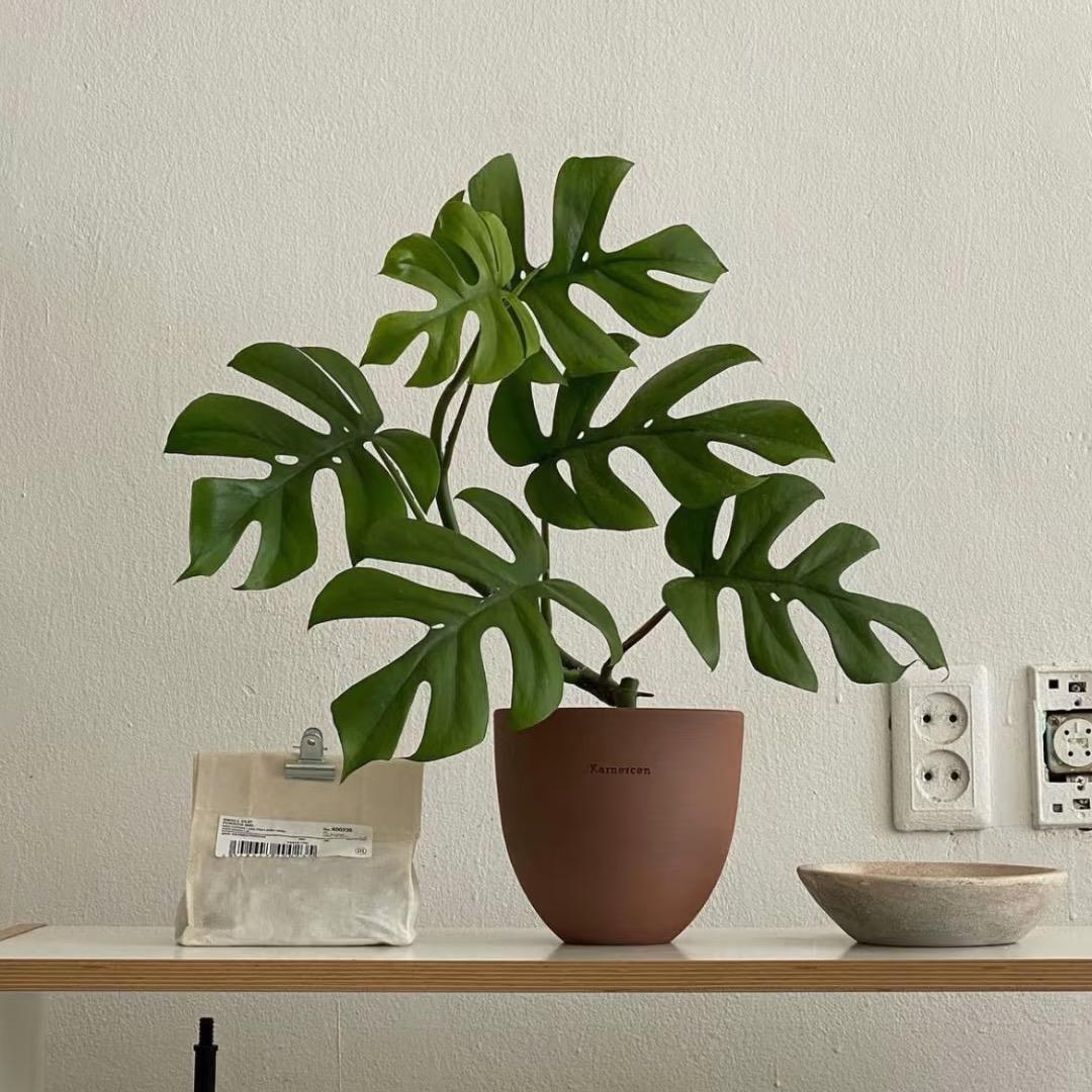 枫岚植舍
