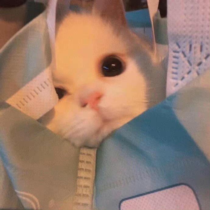 Luna🐰