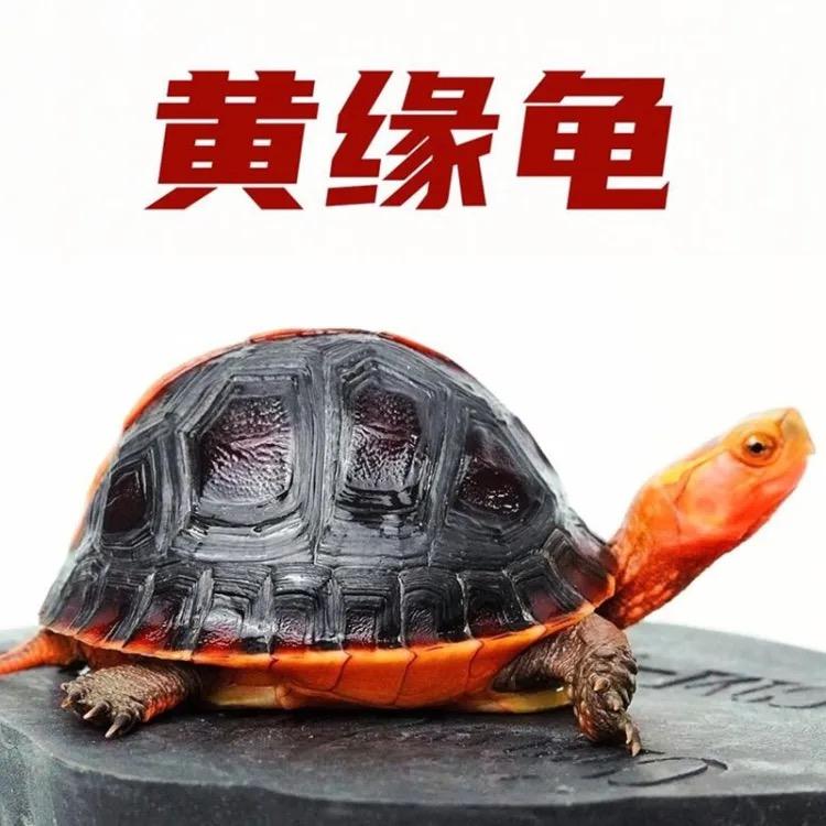 黄缘龟语阁