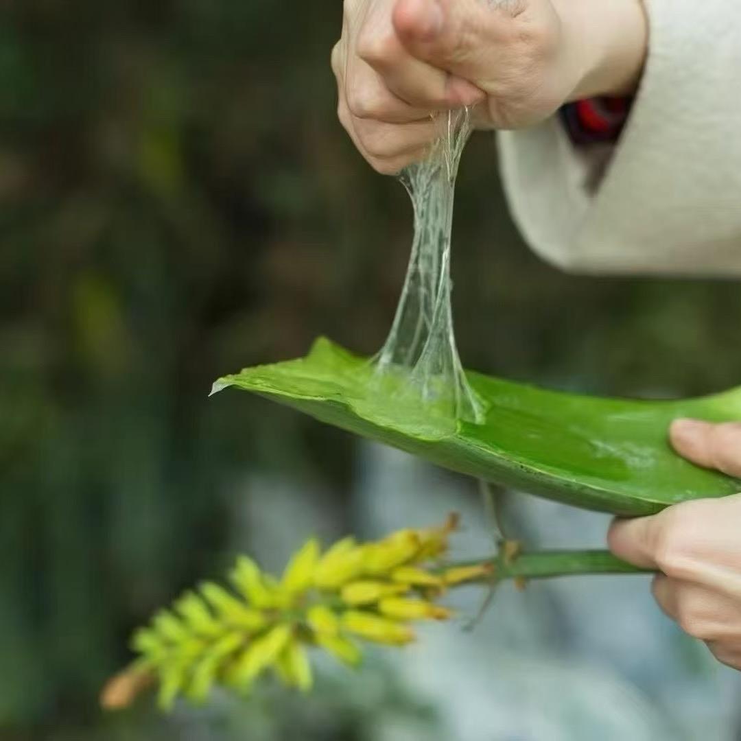 新城～芦荟美容连锁店