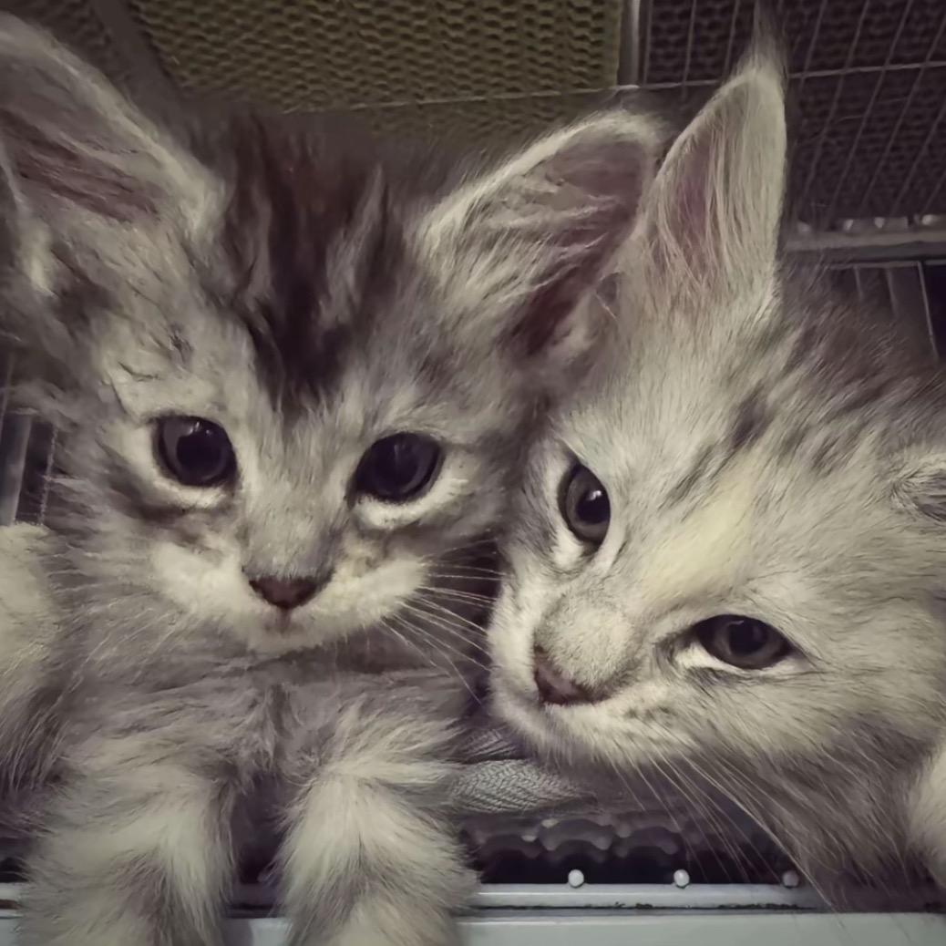 岁月是把杀猪刀