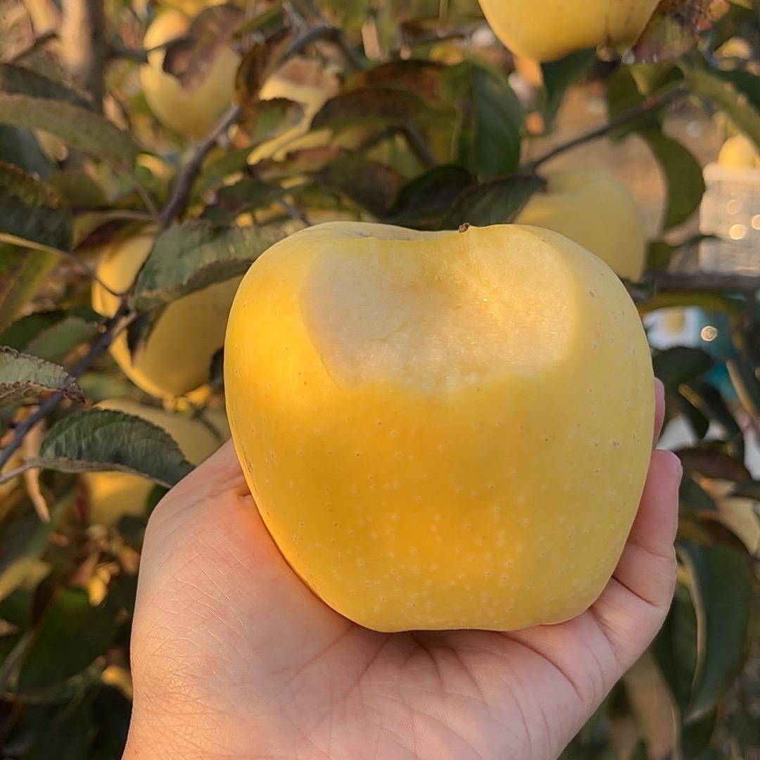 栖霞黄金维纳斯苹果