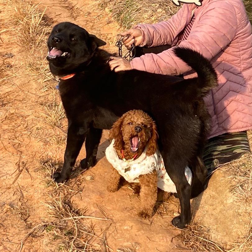 土豆是一只小狗🐶