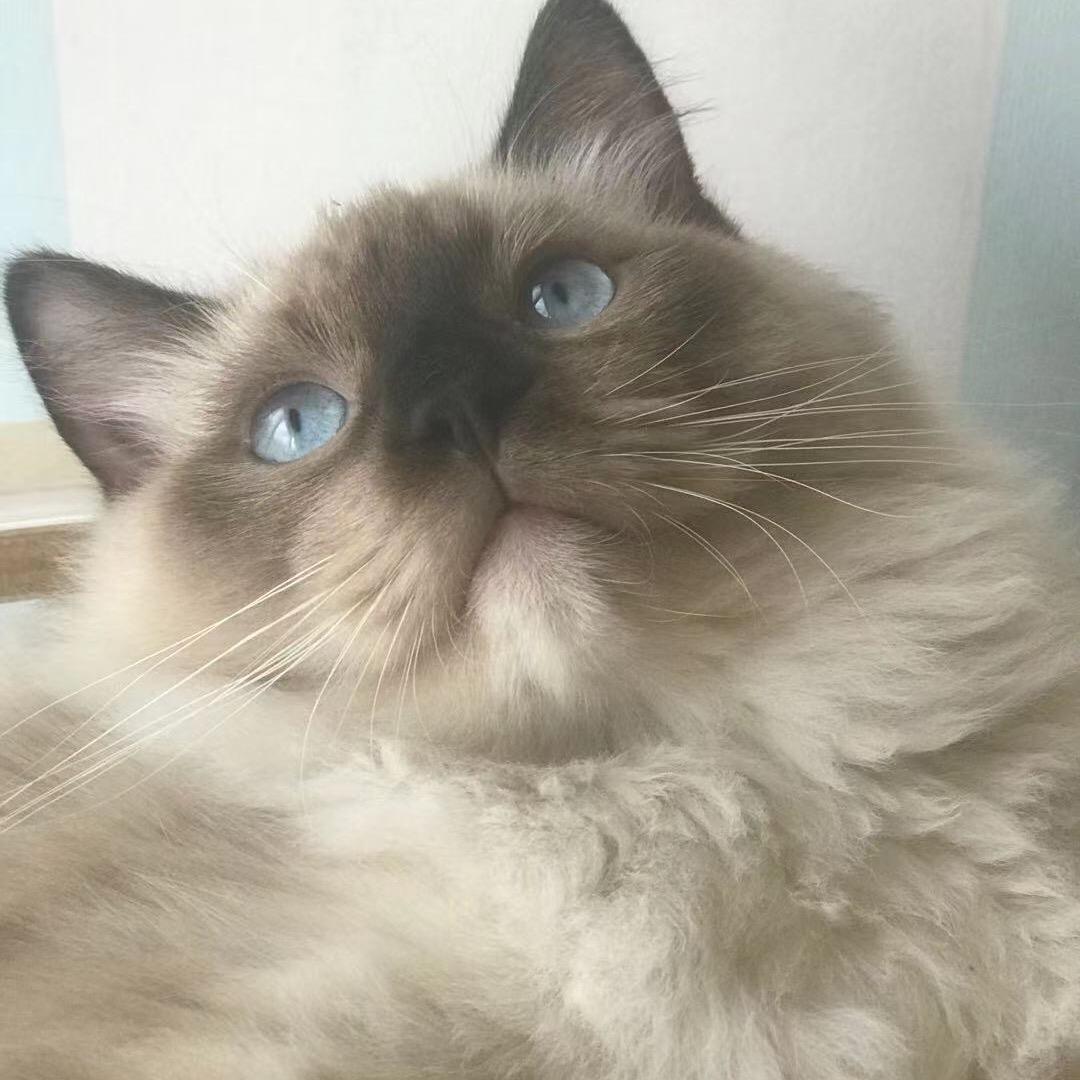 timi不是三百🐱