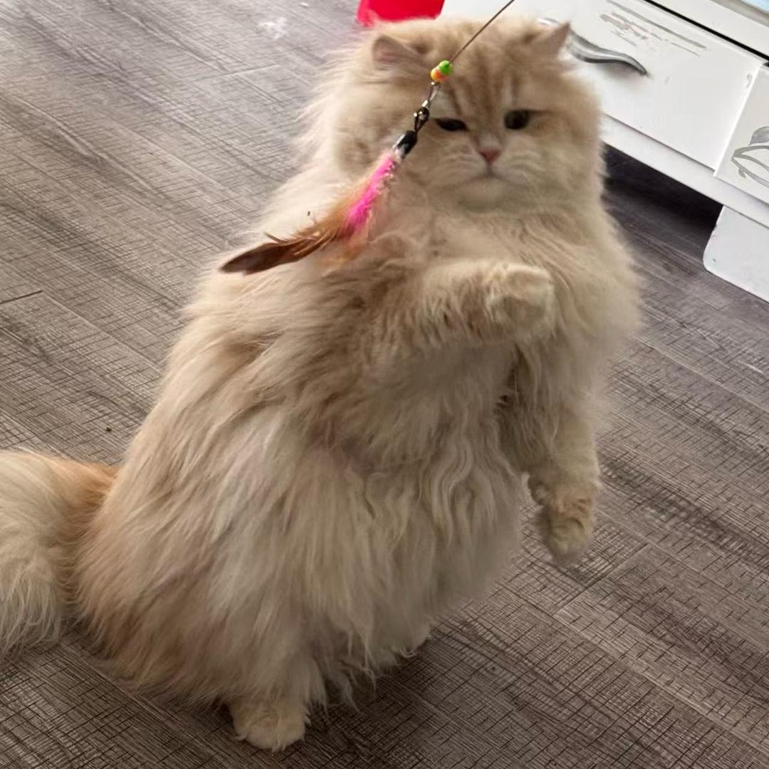 猪蹄蹄
