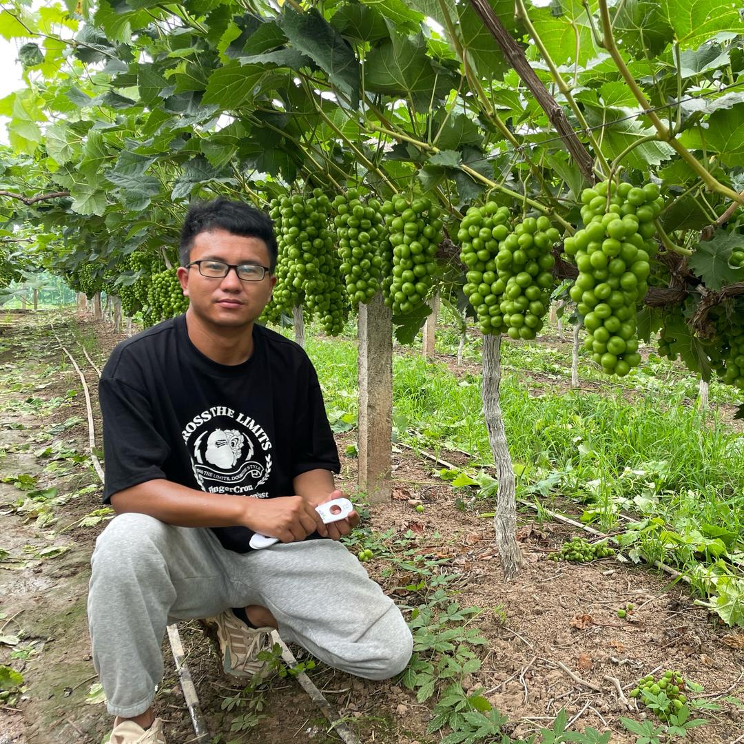葡萄🍇技巧