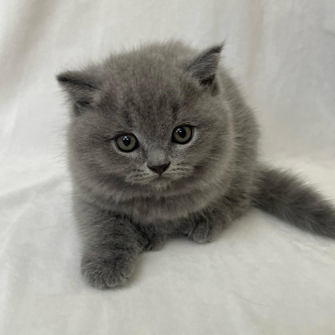 北票果果宠物-早9:30开播