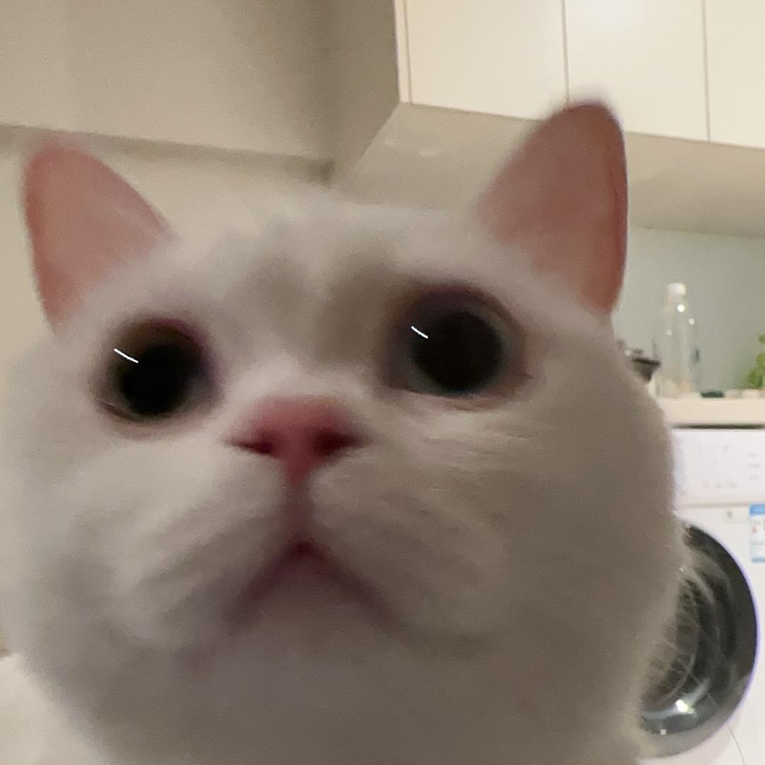 谁偷了我的猫