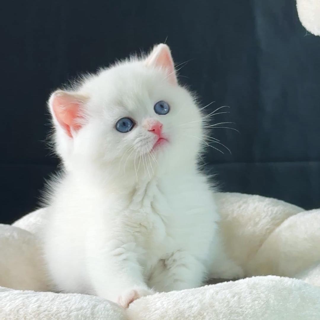 小周周萌宠猫咪