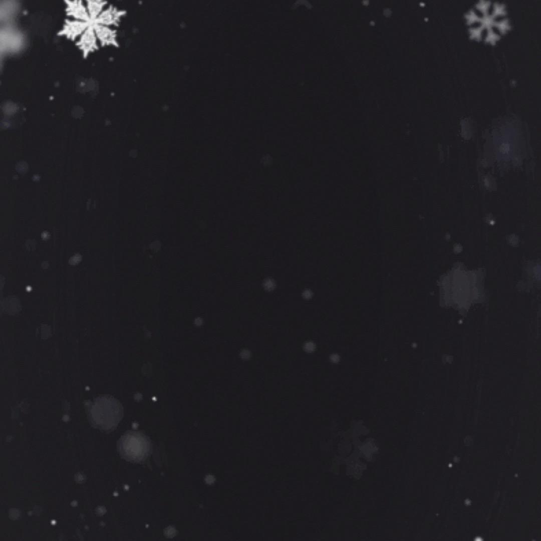 灰色的狼