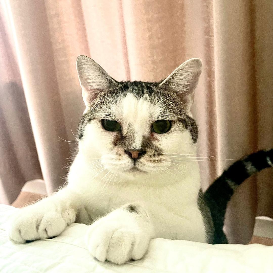 马猫胡萝卜🥕