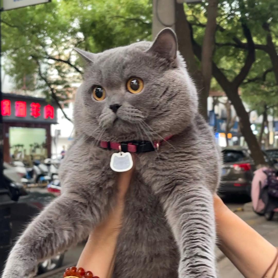 就那个饼🫓