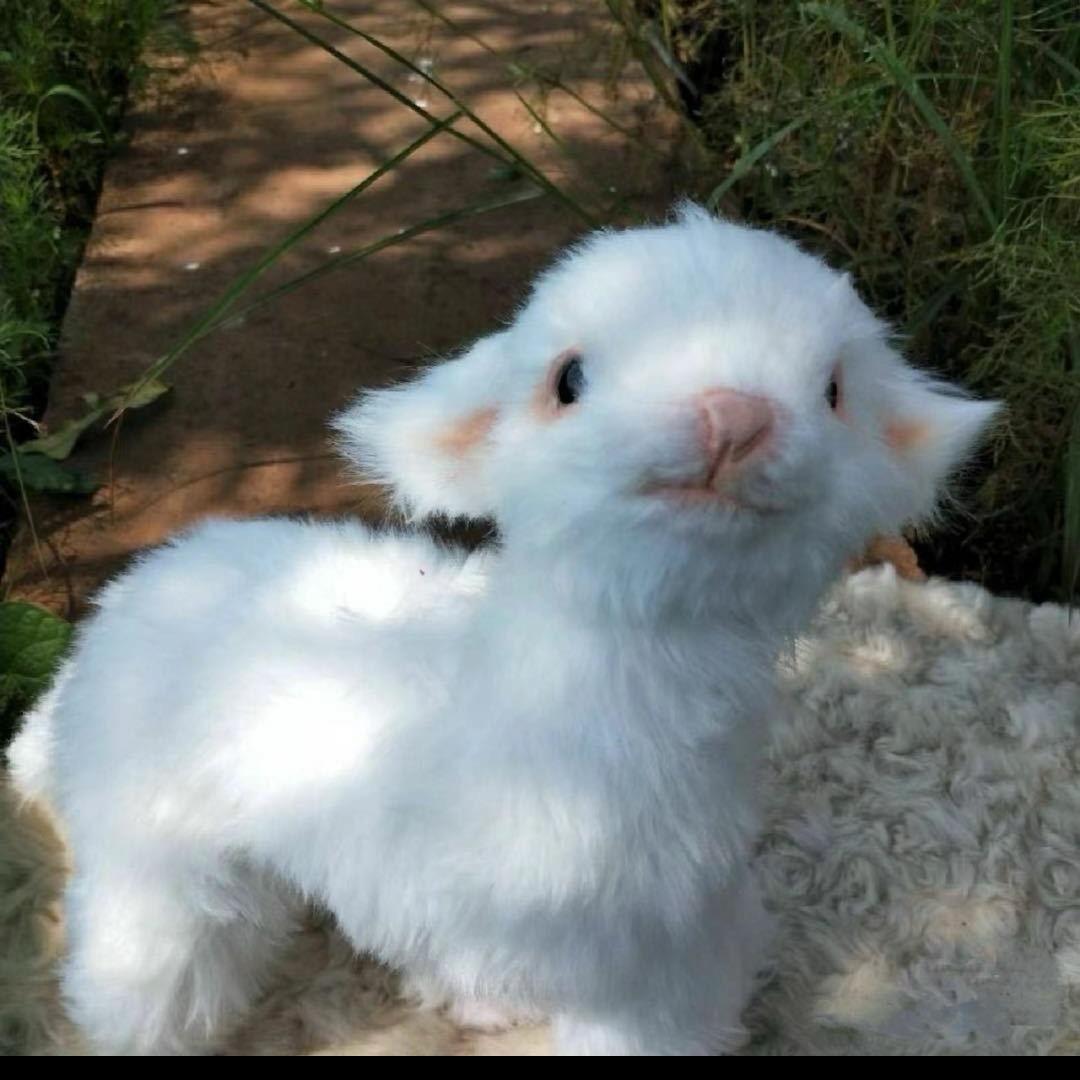摸摸小羊_