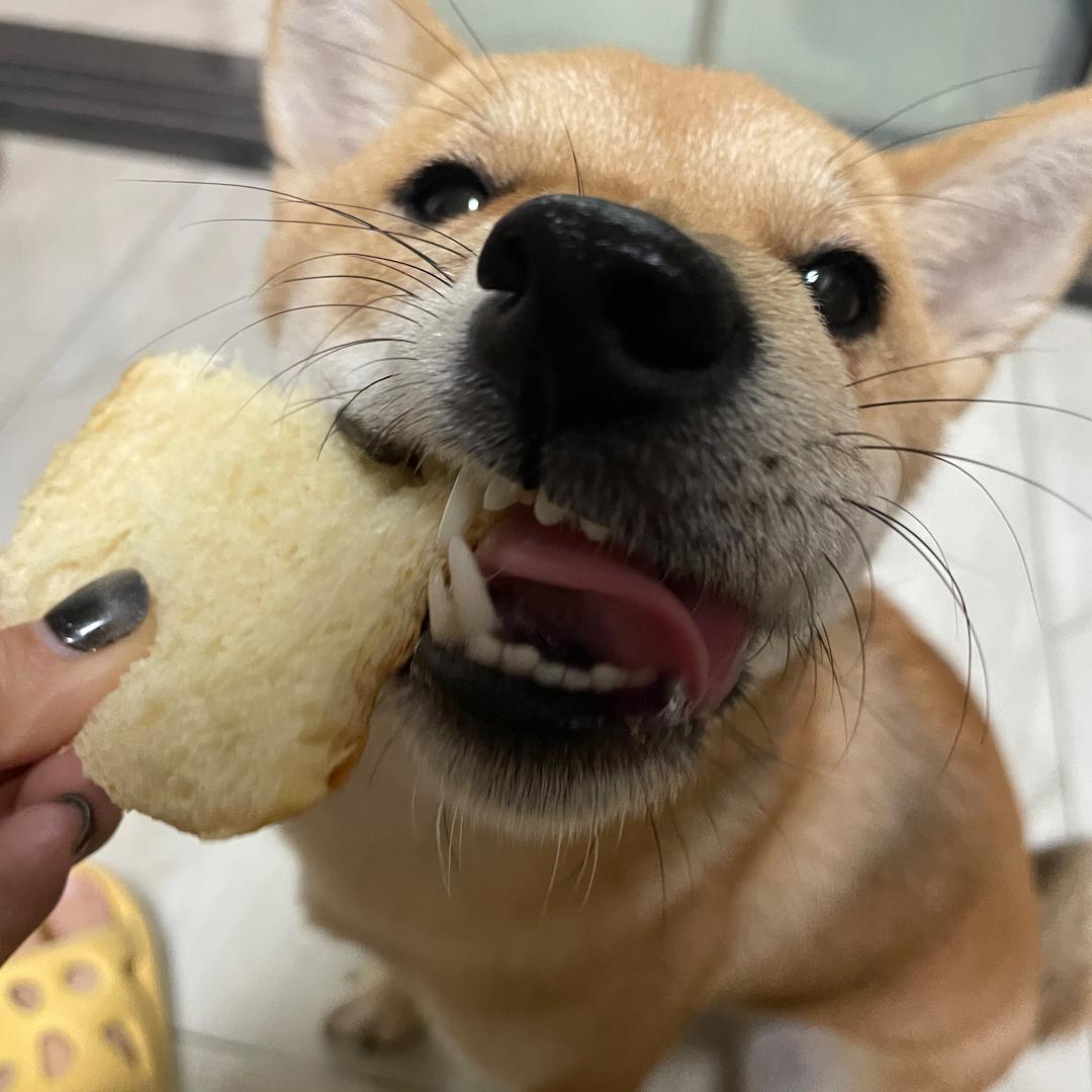 哈尼呀