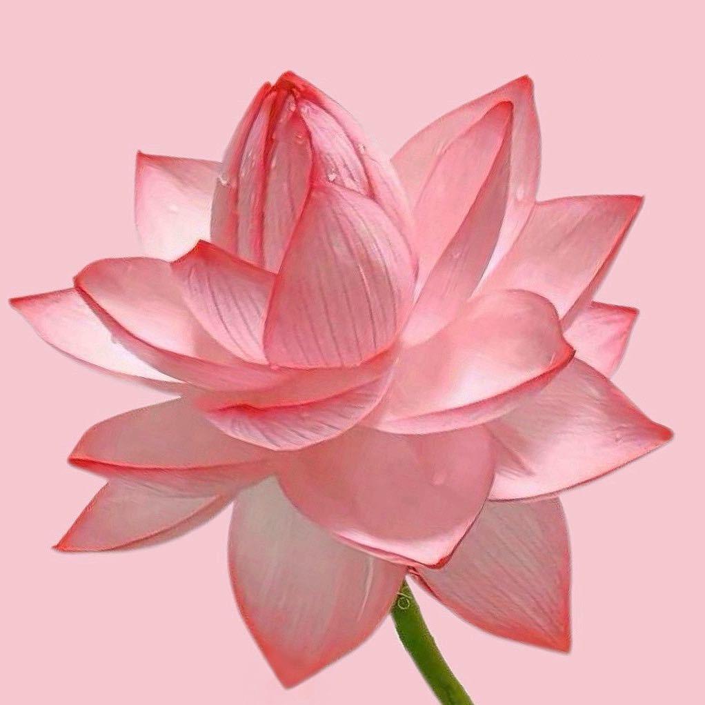 草草