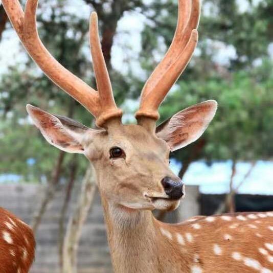 獐子梅花鹿养殖基地