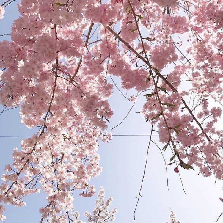 蜜蜜好物芬享