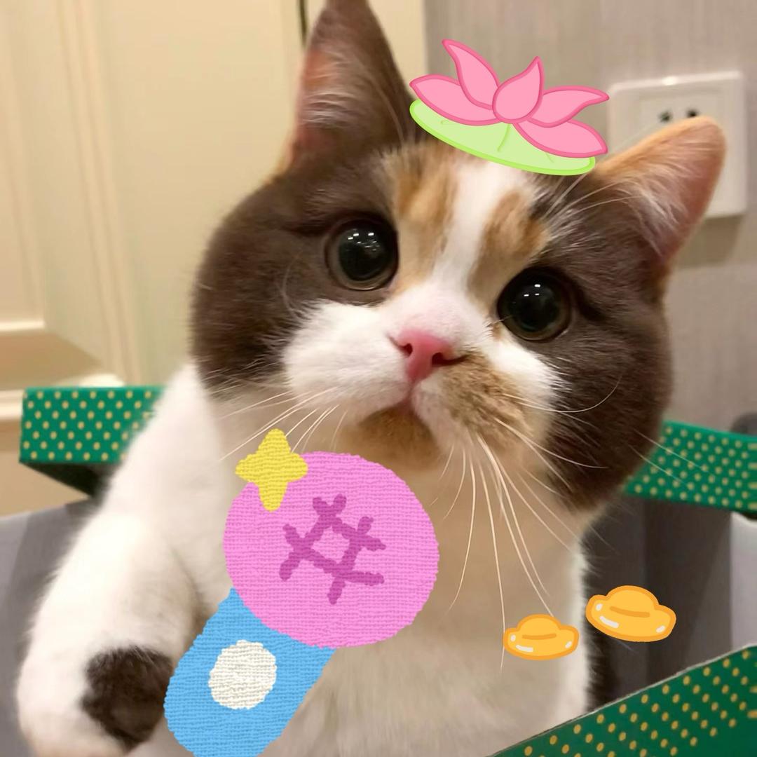 黛西小猫咪打字号