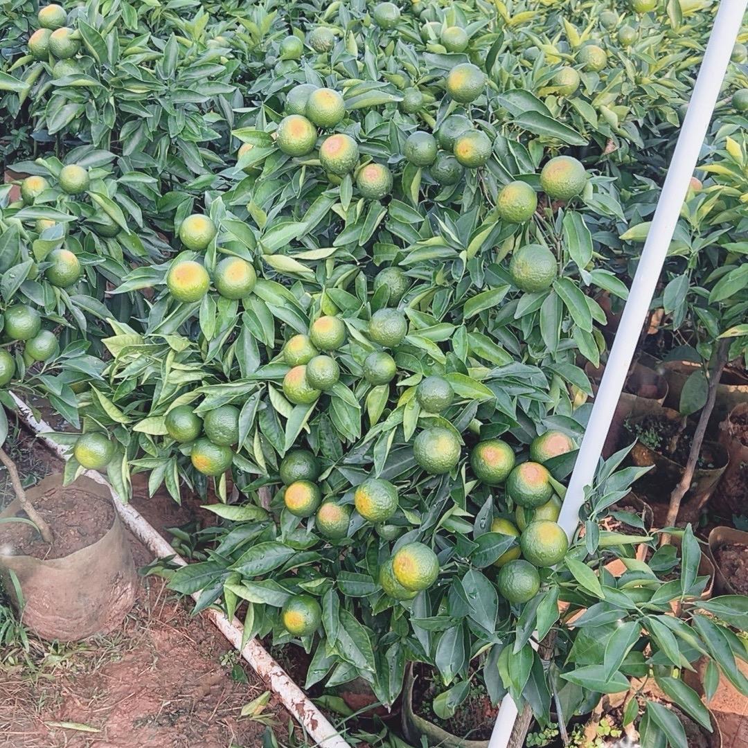 无籽沃柑种植基地