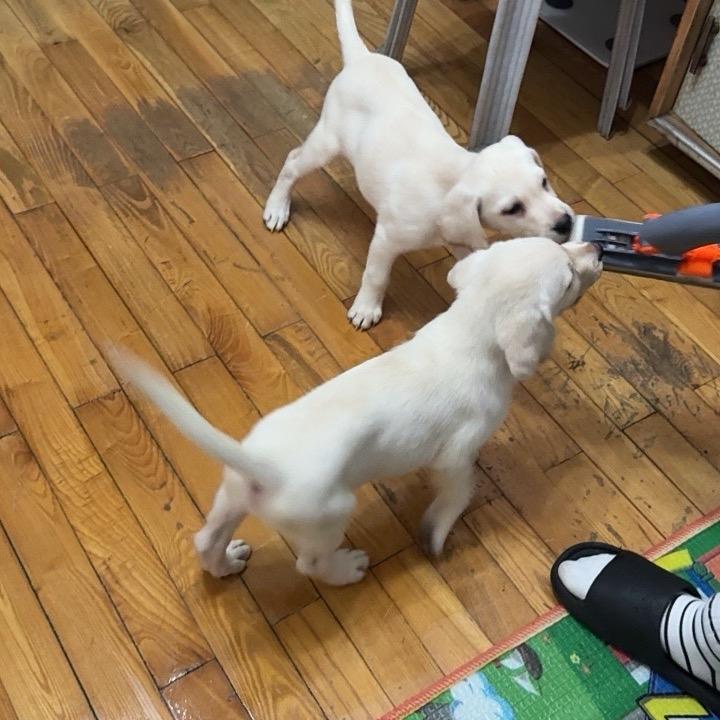 黄桃和罐头的日常生活.