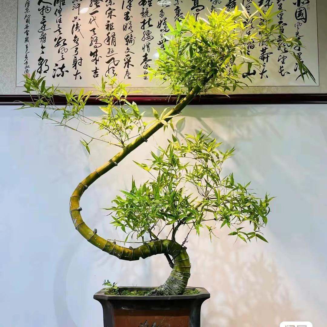 竹韵飘逸·（小叶簕竹）