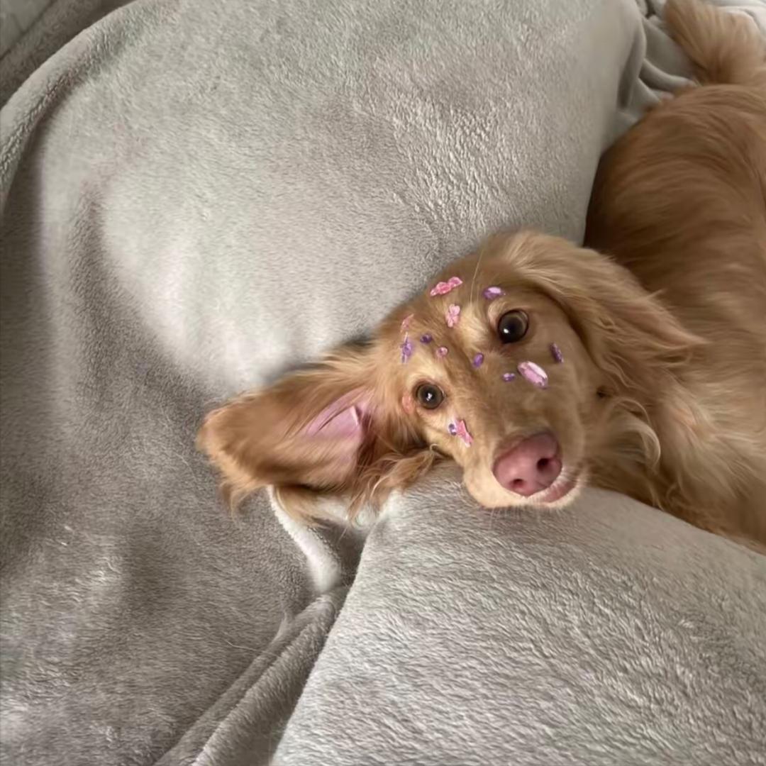 闲猪（三角洲行动）