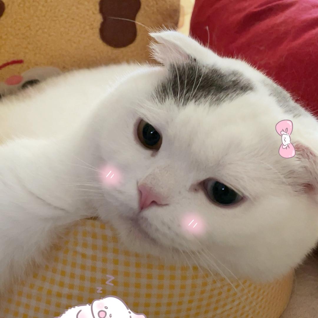 小吃货咕噜🐈