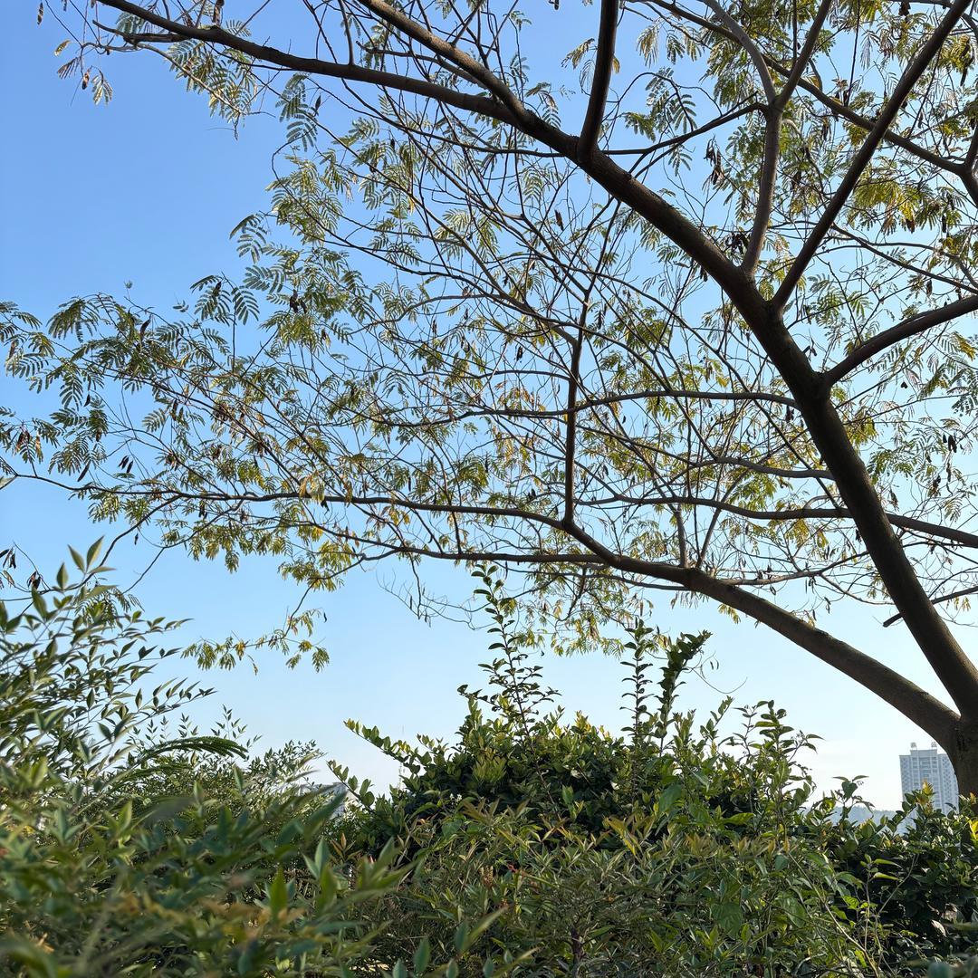 铿锵玫瑰