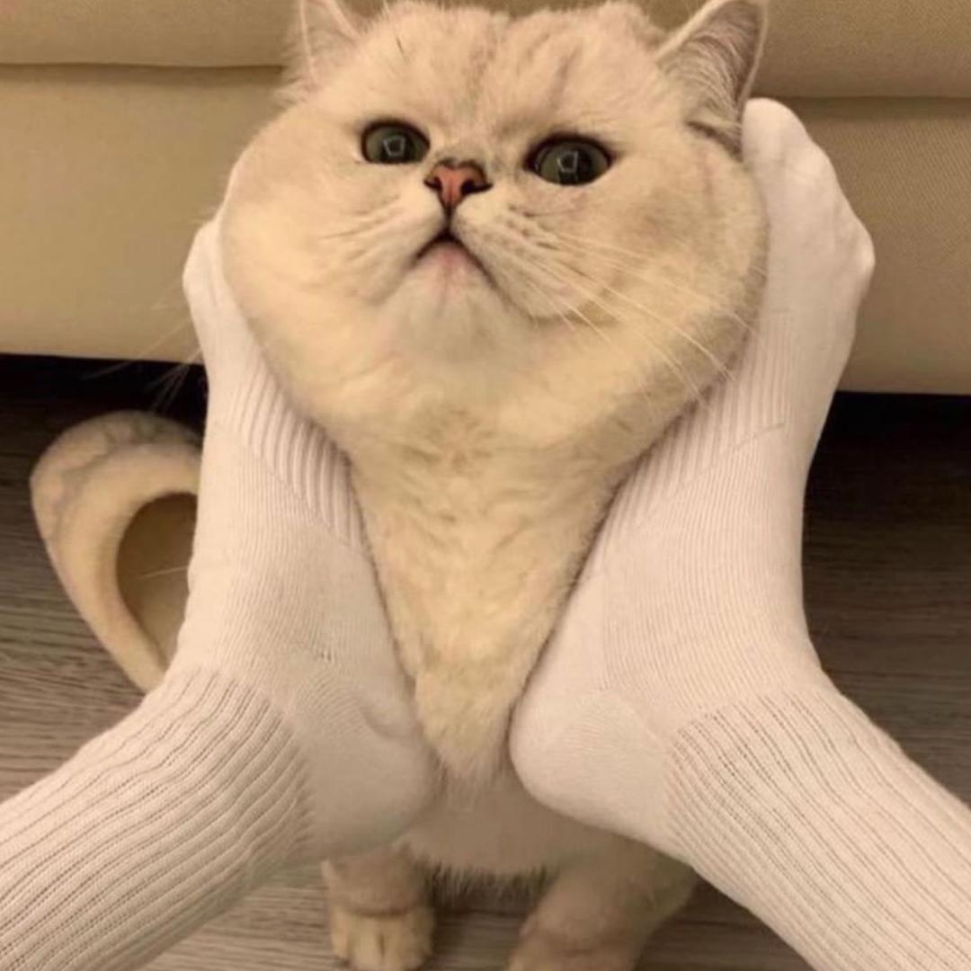 Amy 是只猫@抖音