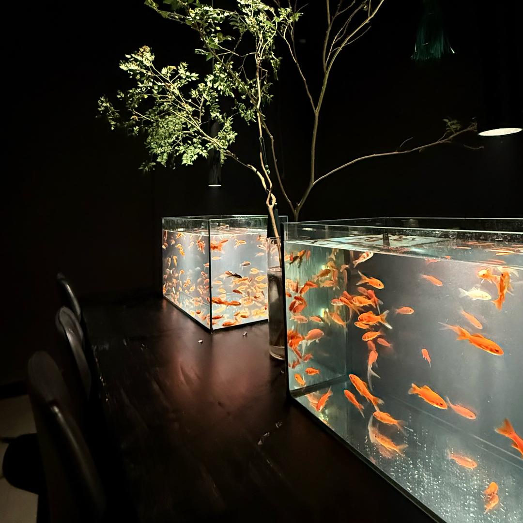 一条鱼🦈