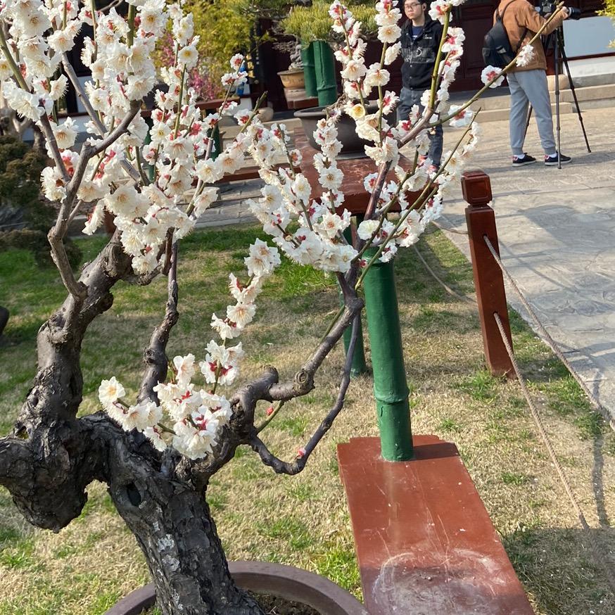 顺风者🌻🍎🌸