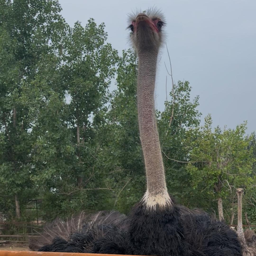 禽生态鸵鸟养殖