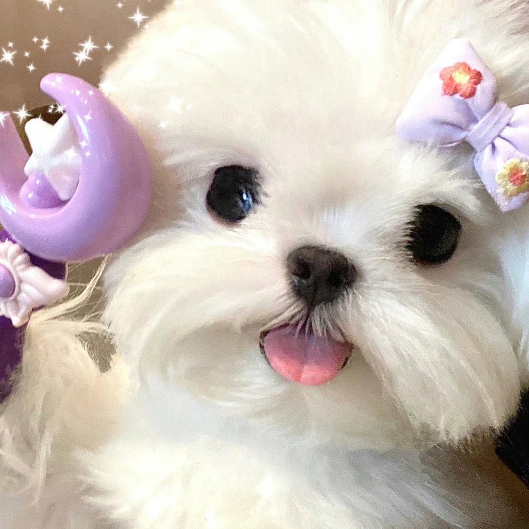 我不会再吃一口东西