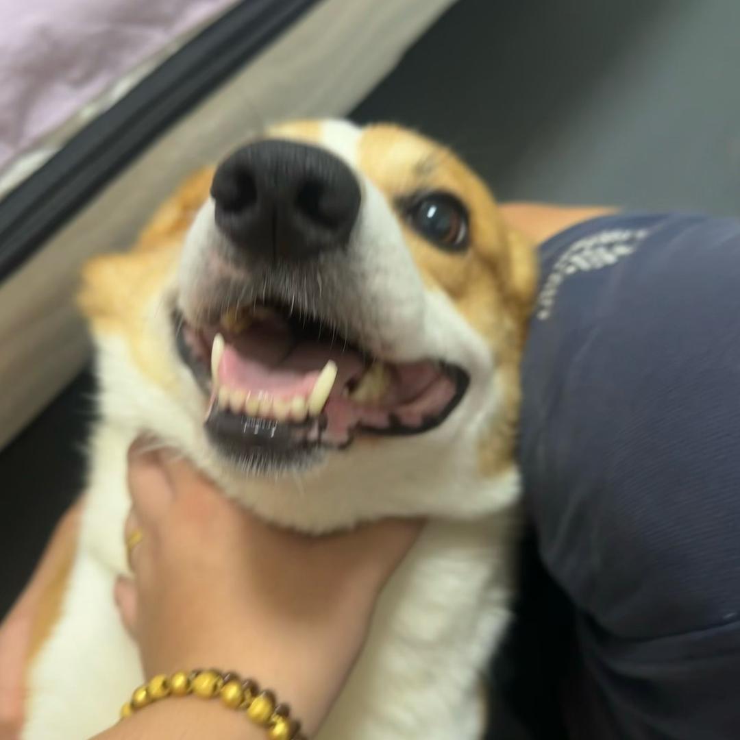 戴多多的漂亮主人