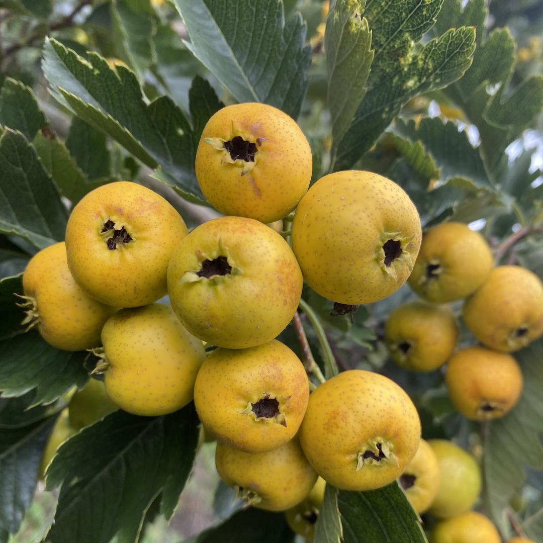 蒙阴山里红优品小铺