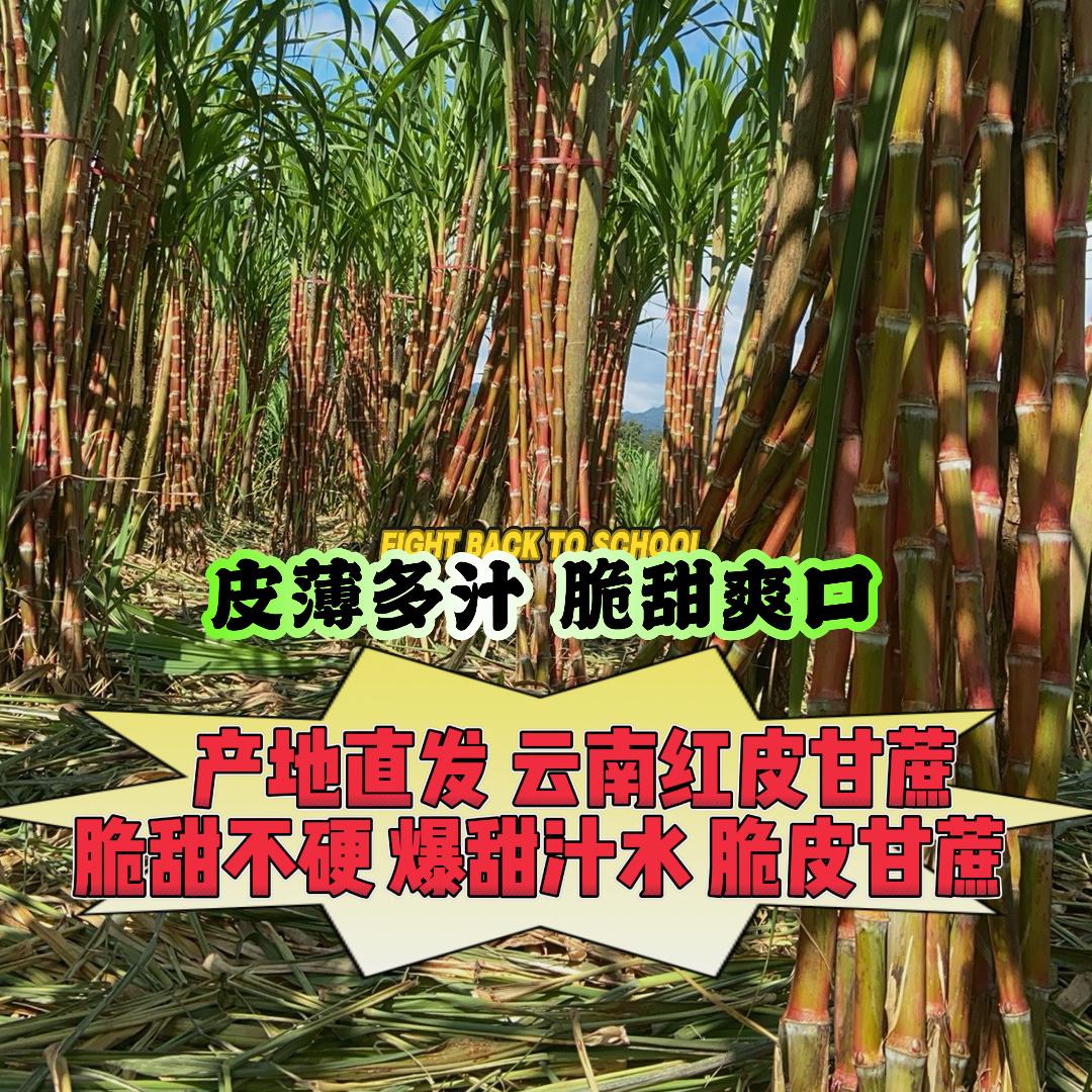 甘蔗小老板