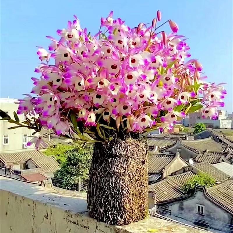 德记石斛花卉