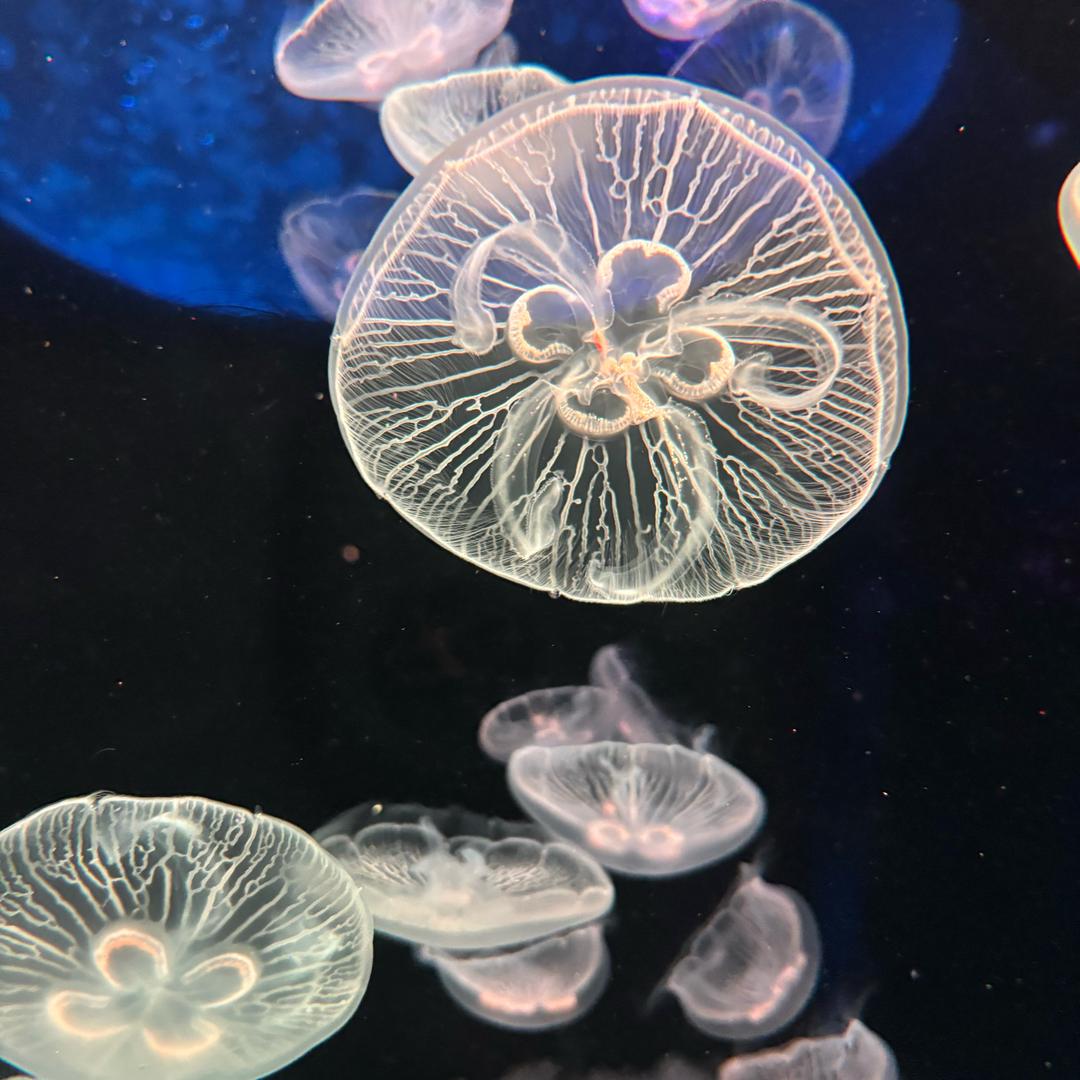 菜鸟笨笨