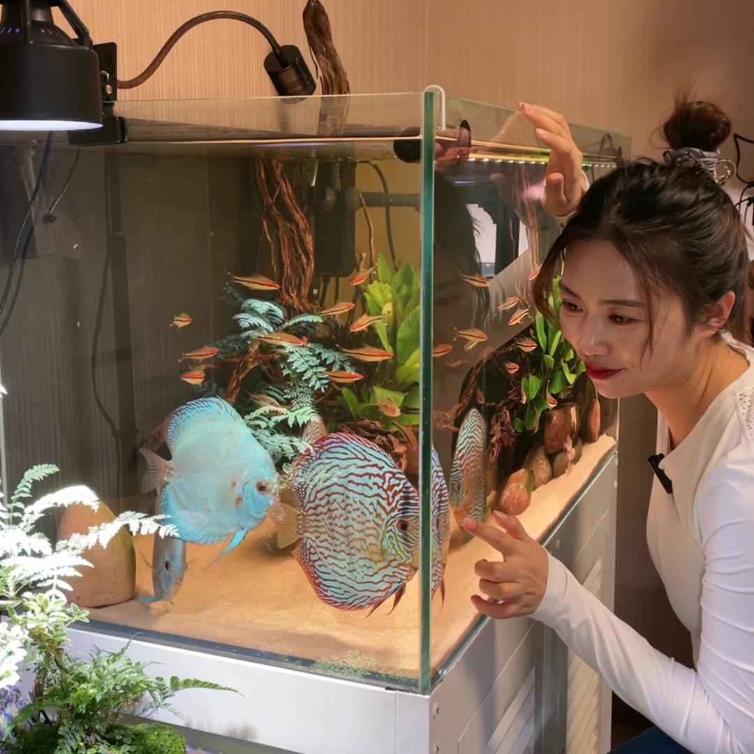 小棠有鱼